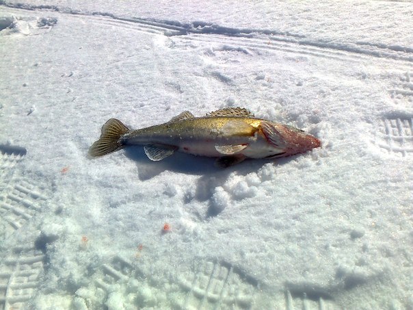 Файл:Судак на снегу.jpg