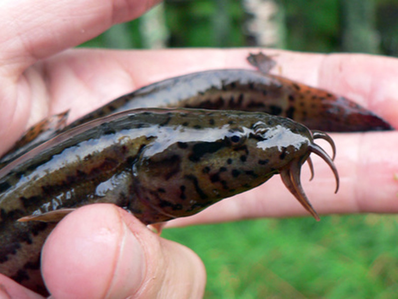 Файл:Ловля вьюна.jpg