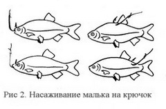 Насаживание малька на крючок.jpg