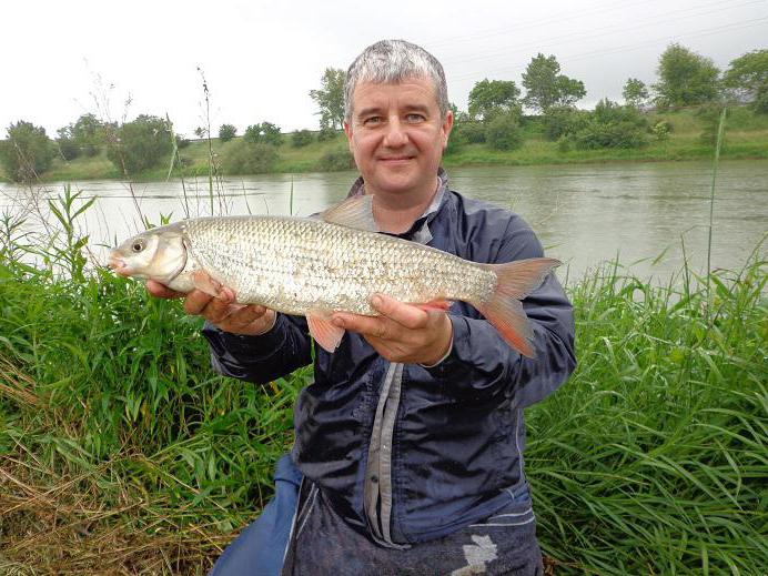 Файл:Рыба подуст.jpg