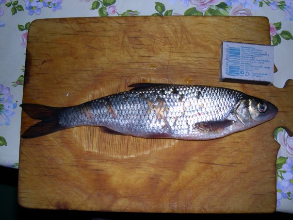 Файл:Елец перед разделыванием.jpg