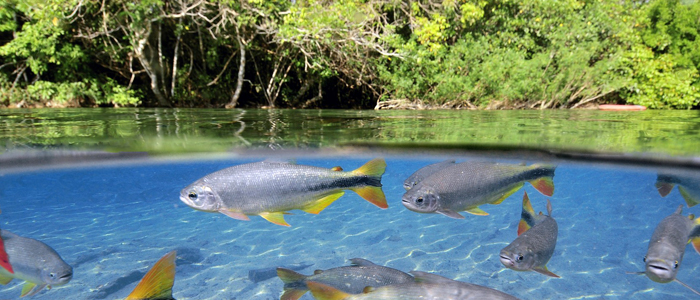 Файл:Среда обитания рыб.jpg