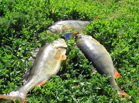 Файл:Фото самого большого окуня в мире.jpg