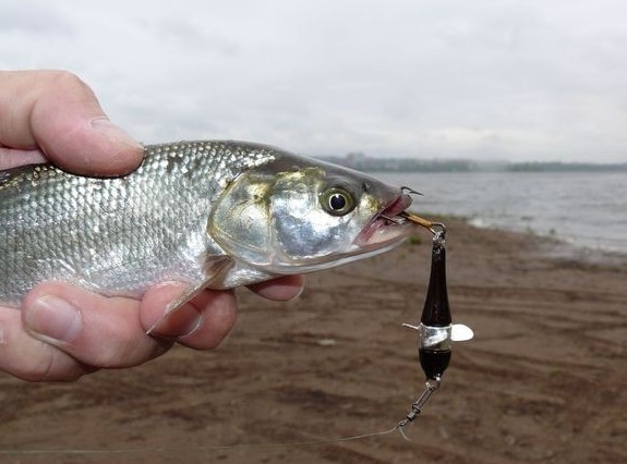 Файл:Ловля на девон.jpg