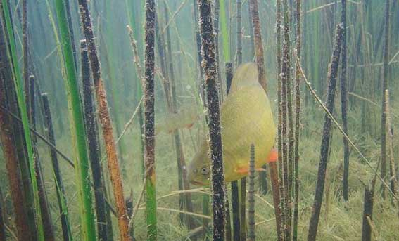 Файл:Карась в естественных условиях.jpg