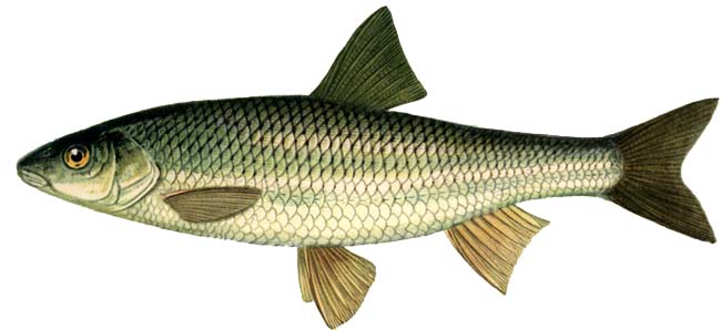 Файл:Елец (1).jpg