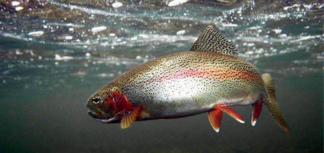 Файл:Ловля форели.jpg