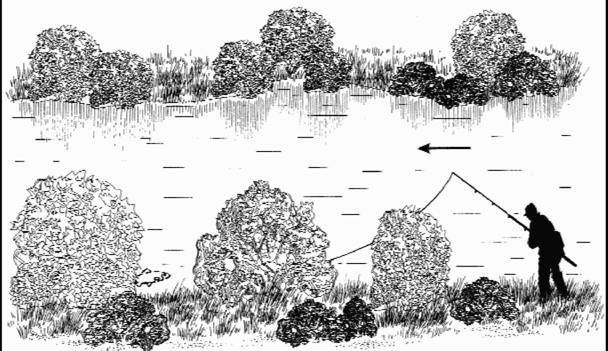 Файл:Рис. 8. Ловля под нависшими над водой деревьями.jpg