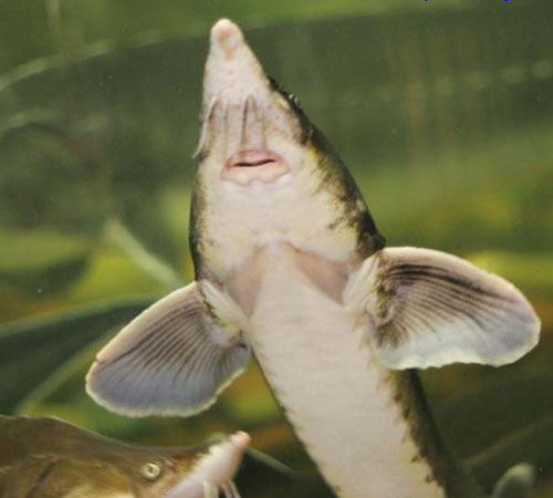 Файл:Рыба стерлядь.jpg