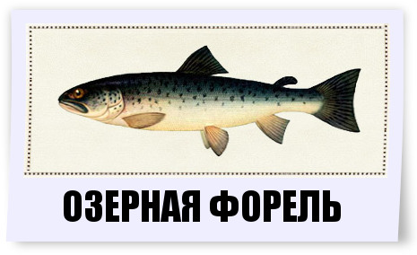 Файл:Озерная форель.jpg