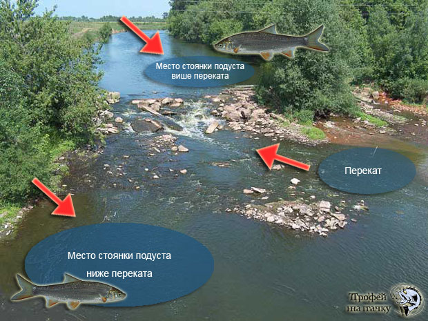 Файл:Ловля подуста.jpg