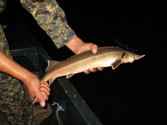 Файл:Ловля стерляди.jpg