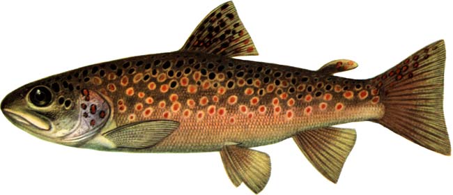 Файл:Ручьевая форель.jpg