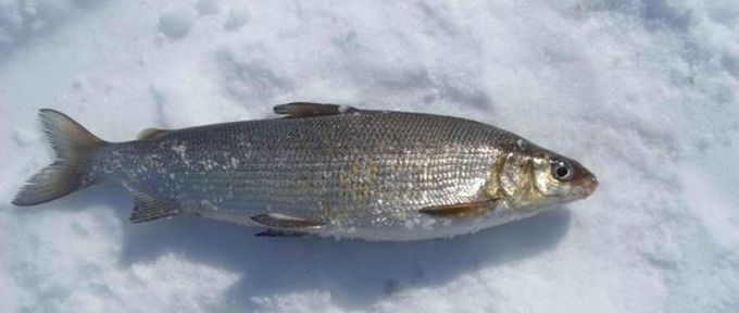 Файл:Ловля сига зимой.jpg