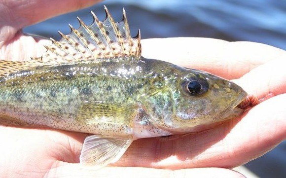 Файл:Речной ёрш.jpg