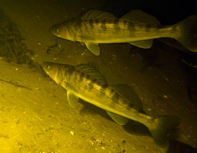 Файл:Судак в водоеме ночью.jpg