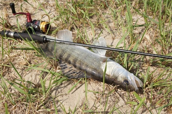 Файл:Ловля судака весной.jpg