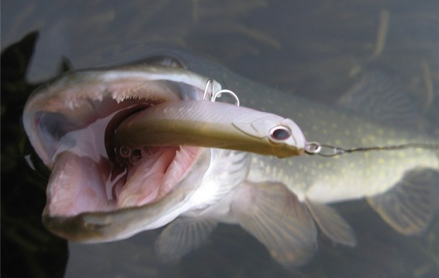 Файл:Ловля на минноу (Minnow).jpg