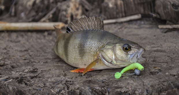 Файл:Окунь на виброхвост.jpg