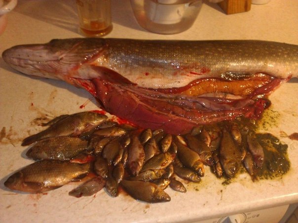 Файл:В брюхе у щуки.jpg