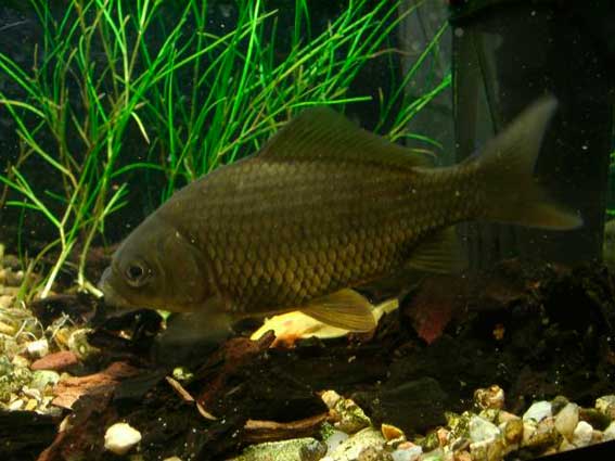 Файл:Карась в водоеме.jpg