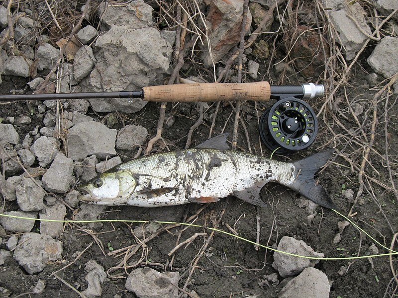 Файл:Жерех на нахлыст.jpg