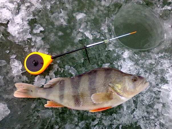 Файл:Фотография зимнего окуня.jpg