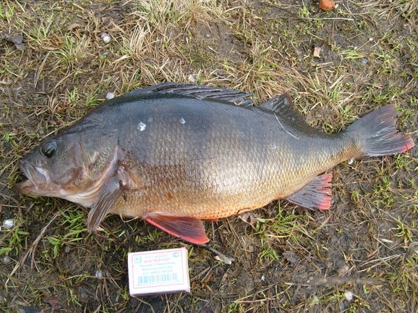 Файл:Фотография крупного окуня.jpg