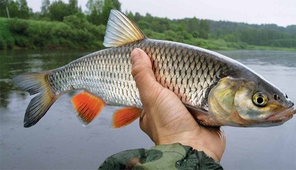 Файл:Голавль и кузнечик.jpg