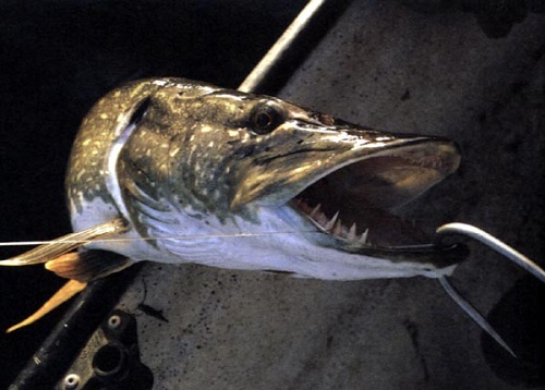 Файл:Вываживание щуки.jpg