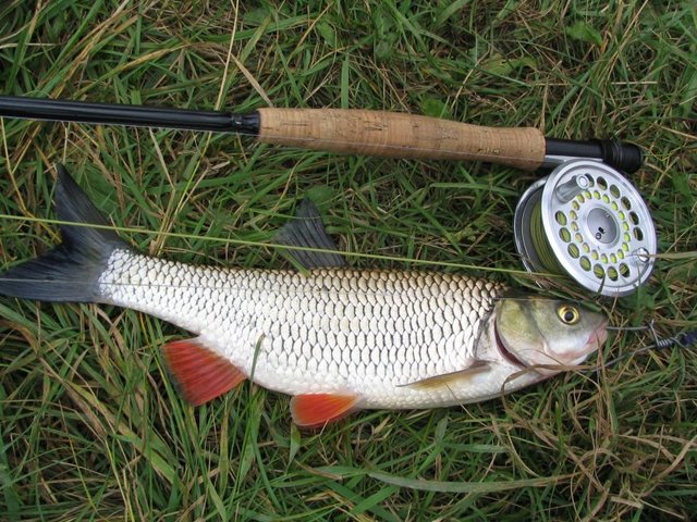 Файл:Ловля жереха нахлыстом.jpg