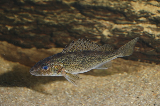 Файл:Образ жизни ерша.jpg