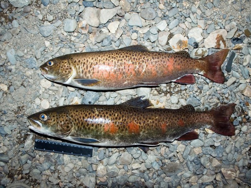 Файл:Рыба ленок.jpg