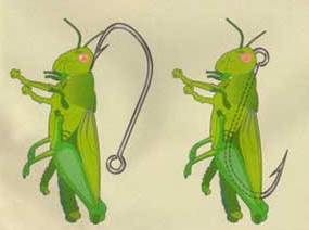 Файл:Кузнечик на крючке.jpg