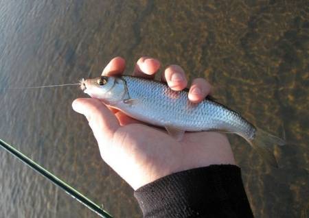 Файл:Елец на мошку.jpg