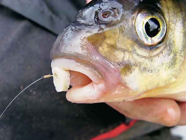 Файл:Ловля на хлеб.jpg