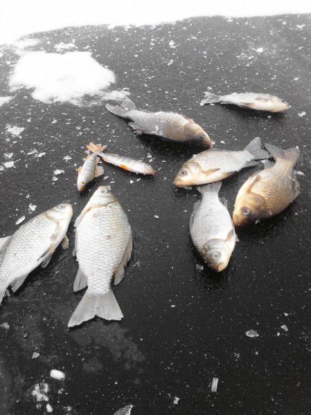 Файл:Зимняя ловля карася.jpg