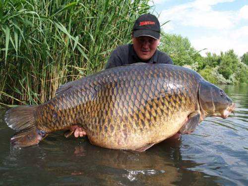 Файл:Трофейный карп.jpg