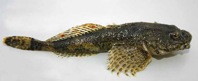 Файл:Рыба бычок.jpg