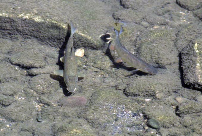 Файл:Образ жизни голавля.jpg