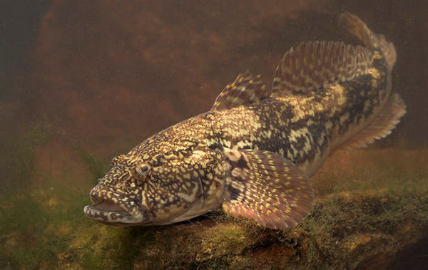 Файл:Рыбалка на бычка.jpg