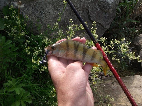 Файл:На силикон.jpg