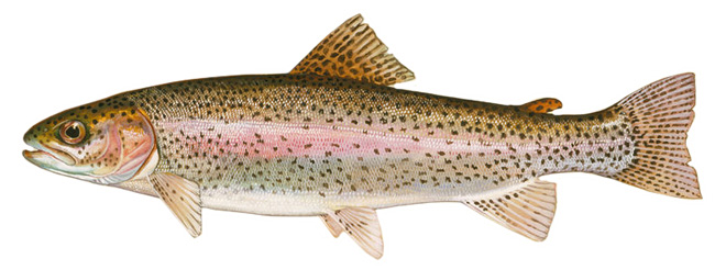 Файл:Радужная форель.jpg