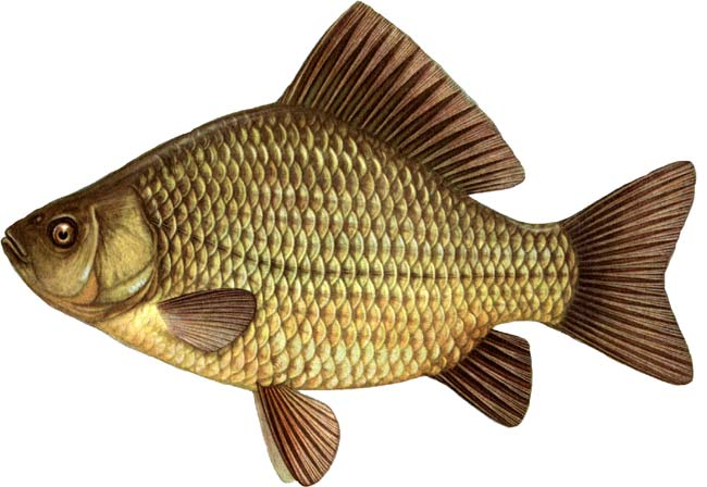 Файл:Карась.jpg