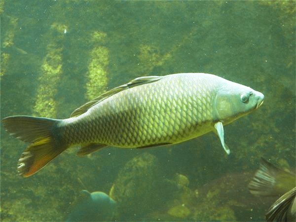 Файл:Карп в водоеме.jpg