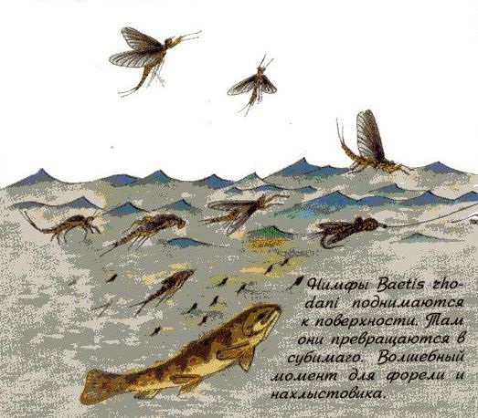 Файл:Ловля форели в период вылета поденки.jpg
