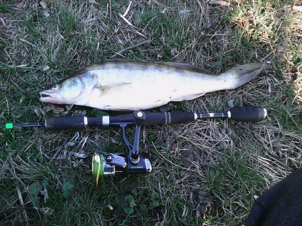 Файл:Весенний судак.jpg