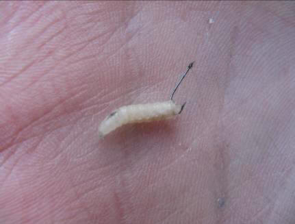 Файл:Опарыш на крючке.jpg