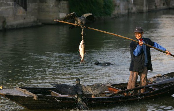 Файл:Рыбалка в Японии с бакланами.jpg