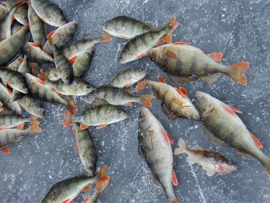 Файл:Зимняя рыбалка на окуня.jpg